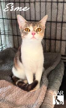 Esme -  Domestic Short Hair Cat for Adoption in Magnolia, Texas - Esme | PetCurious