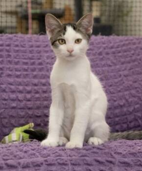 Rescue Domestic Short Hair Cats for Adoption in Napa, California - Chris | PetCurious