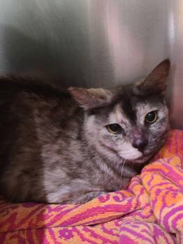 Rescue Domestic Short Hair Cats for Adoption in Waltham, Massachusetts - Tart | PetCurious
