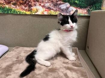 A554116 -  Domestic Medium Hair Cat for Adoption in Moreno Valley, California - A554116 | PetCurious