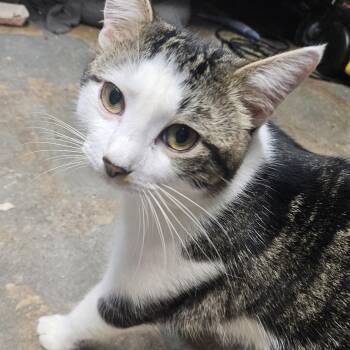 "Mr. OG" (N.) - the Curious Critter -  Domestic Short Hair Cat for Adoption in New York, New York - "Mr. OG" (N.) - The Curious Critter | PetCurious