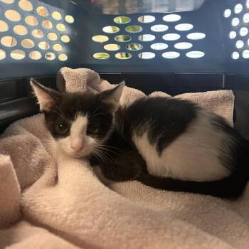 Ueli -  Domestic Short Hair Cat for Adoption in Gainesville, Florida - Ueli | PetCurious