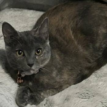 Domestic Short Hair Cats Available for Adoption in Las Vegas, Nevada - Bailey | PetCurious
