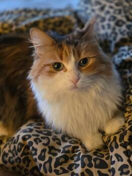 Calico Cats Available for Adoption - Ginger ( NL) | PetCurious