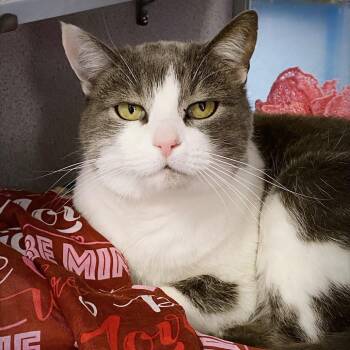 Domestic Short Hair Cats Available for Adoption - Katie | PetCurious