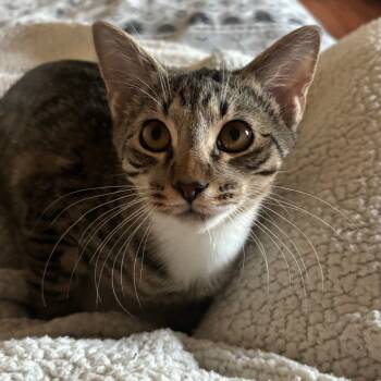 Rescue Domestic Short Hair Cats for Adoption in Chattanooga, Tennessee - Gloria | PetCurious
