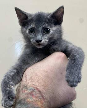 Rescue Domestic Short Hair Cats for Adoption in Rockwall, Texas - Strudel | PetCurious
