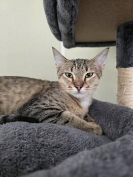 Rescue Domestic Short Hair Cats for Adoption in Umatilla, Florida - Beaker | PetCurious