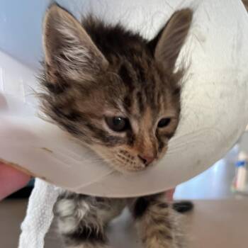 Kenzie -  Domestic Short Hair Cat for Adoption in Leander, Texas - Kenzie | PetCurious