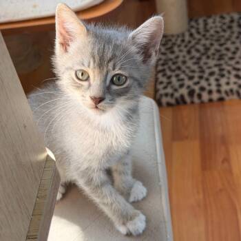 Oppie -  Domestic Short Hair Cat Available for Adoption in Jupiter, Florida - Oppie | PetCurious
