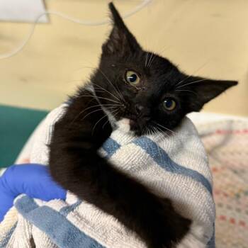 Domestic Short Hair Cats Available for Adoption in Pasadena, California - Meownerva | PetCurious