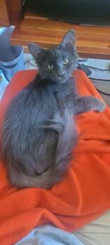 Rescue Domestic Medium Hair Cats for Adoption in Fountain Valley, California - Karal - I Love To Be Brushed | PetCurious