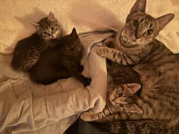 Domestic Short Hair Cats Available for Adoption - Gypsy (Lower Bucks Litter) | PetCurious