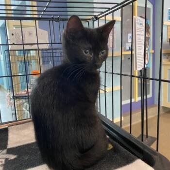 Incarnata -  Domestic Short Hair Cat for Adoption in Richmond, Virginia - Incarnata | PetCurious