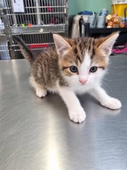 Grilled Cheese -  Domestic Short Hair Cat for Adoption in Winfield, Kansas - Grilled Cheese | PetCurious