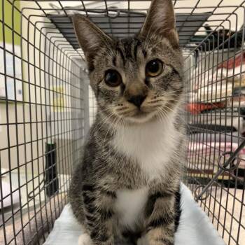 Sprinkles -  Domestic Short Hair Cat for Adoption in Las Cruces, New Mexico - Sprinkles | PetCurious