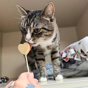 Trixie -  Domestic Short Hair Cat for Adoption in Great Falls, Montana - Trixie | PetCurious