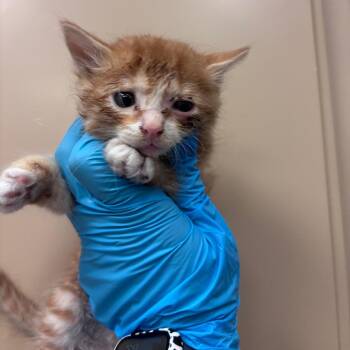 Domestic Short Hair Cats Available for Adoption in Goleta, California - Bartholemew | PetCurious