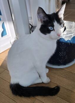 Domestic Short Hair Cats Available for Adoption - Violet | PetCurious