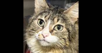 Domestic Medium Hair Cats Available for Adoption in Dayton, Minnesota - FIberglass | PetCurious