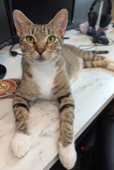 Electra -  Domestic Short Hair Cat for Adoption in Oviedo, Florida - Electra | PetCurious