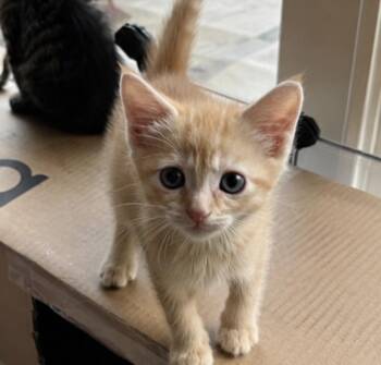 Bunny Buns -  Tabby Cat for Adoption in West Hollywood, California - Bunny Buns | PetCurious