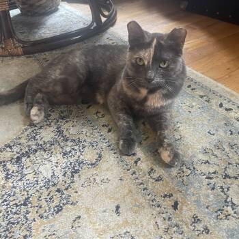 Rescue Domestic Short Hair Cats for Adoption - Momo | PetCurious