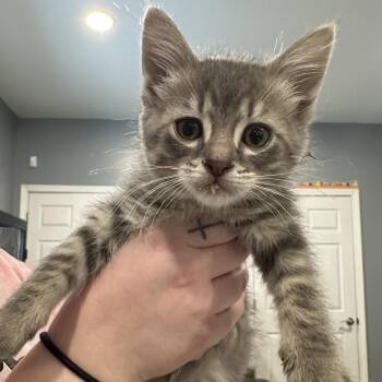 Domestic Short Hair Cats Available for Adoption - Trix | PetCurious
