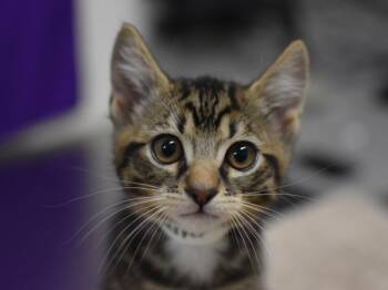 Jasper -  Domestic Short Hair Cat for Adoption in Portland, Oregon - Jasper | PetCurious