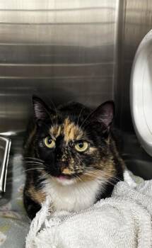 WREN -  Domestic Short Hair Cat for Adoption - WREN | PetCurious