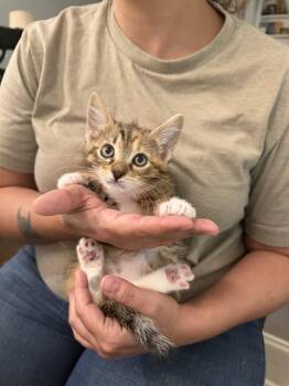 Domestic Short Hair Cats Available for Adoption in Camden, South Carolina - Nose (available For Pre-adoption) | PetCurious