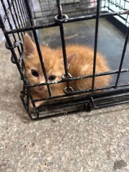 EVAN -  Domestic Short Hair Cat for Adoption in Louisville, Kentucky - EVAN | PetCurious