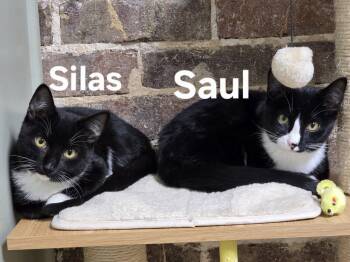 Rescue Domestic Short Hair Cats for Adoption in Clarksville, Tennessee - Saul Sango | PetCurious
