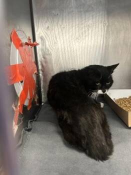 Domestic Short Hair Cats Available for Adoption in El Paso, Texas - 58762065 | PetCurious