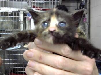A185492 -  Domestic Short Hair Cat for Adoption in Pasadena, Texas - A185492 | PetCurious