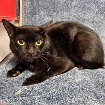 Ink -  Domestic Short Hair Cat for Adoption in Waterloo, Iowa - Ink | PetCurious