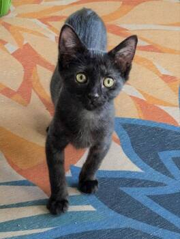 Small Fry -  Domestic Short Hair Cat for Adoption in Ocala, Florida - Small Fry | PetCurious