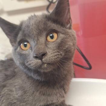 Paramore - In Foster! -  Domestic Short Hair Cat for Adoption in Flagstaff, Arizona - Paramore - In Foster! | PetCurious