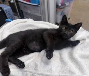 Captain Hook -  Domestic Short Hair Cat for Adoption in Raleigh, North Carolina - Captain Hook | PetCurious