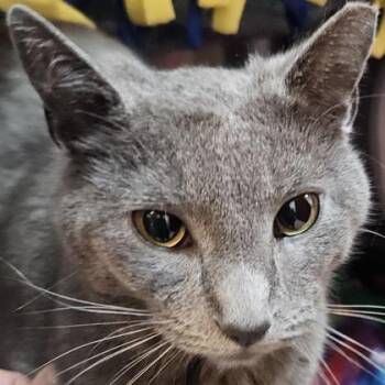 Domestic Short Hair Cats Available for Adoption in Pleasanton, California - Bluebell | PetCurious
