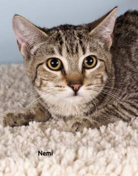 Nemi -  Domestic Short Hair Cat for Adoption in Gilbert, Arizona - Nemi | PetCurious