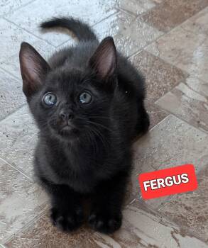 Fergus -  American Shorthair Cat for Adoption in Elgin, South Carolina - Fergus | PetCurious
