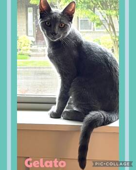 Domestic Short Hair Cats Available for Adoption in Newberg, Oregon - Gelato | PetCurious