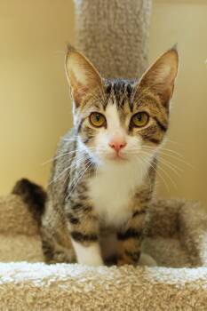 Domestic Short Hair Cats Available for Adoption in Urbana, Ohio - Margo | PetCurious