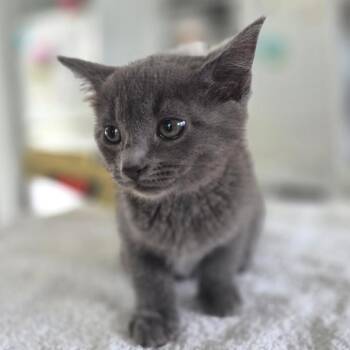 Chairman Meow -  Domestic Short Hair Cat for Adoption in Chapel Hill, North Carolina - Chairman Meow | PetCurious