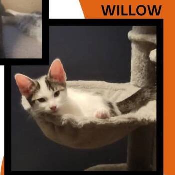 Domestic Short Hair Cats Available for Adoption in Lindenhurst, New York - Willow 25 | PetCurious