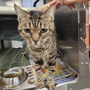 Piraiba *Available Soon* -  Domestic Short Hair Cat for Adoption in Dover, New Hampshire - Piraiba *Available Soon* | PetCurious