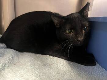 Rescue Domestic Short Hair Cats for Adoption in Bowling Green, Ohio - Cedar | PetCurious