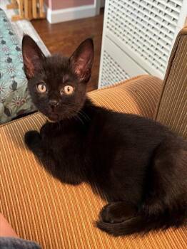 SIENNA -  Domestic Short Hair Cat for Adoption in Sacramento, California - SIENNA | PetCurious