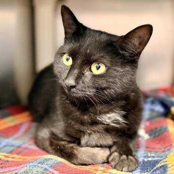 Hannah -  Domestic Short Hair Cat for Adoption in Stafford Township, New Jersey - Hannah | PetCurious